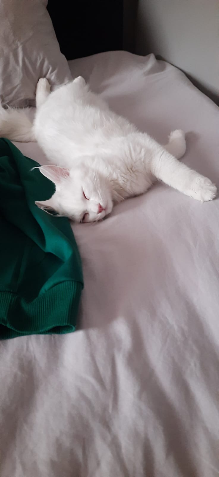 Bulut (erkek) 9 aylık — Foto 3