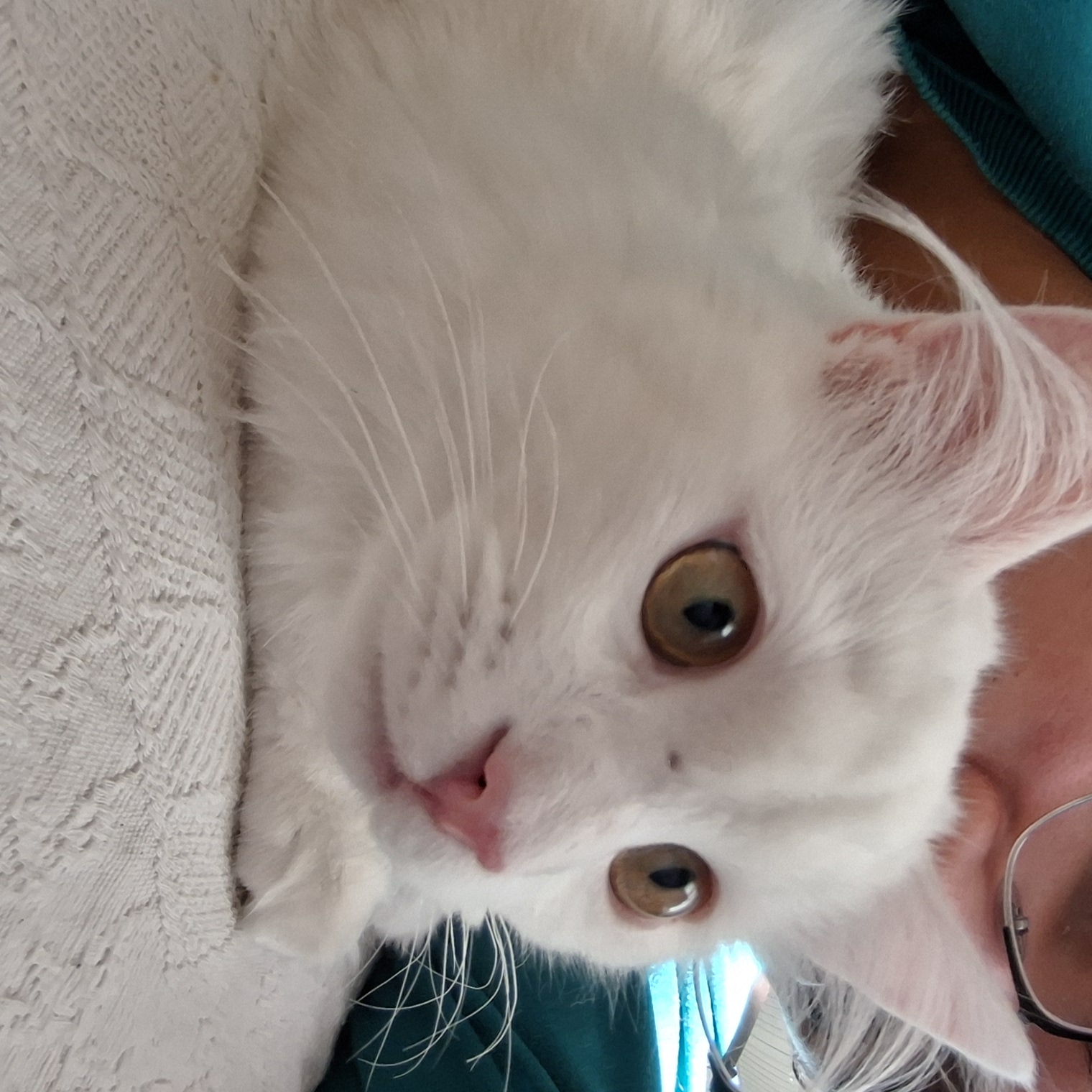Bulut (erkek) 9 aylık — Foto 4
