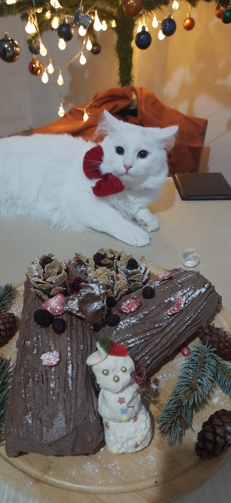 Bulut (erkek) 9 aylık — Foto 6