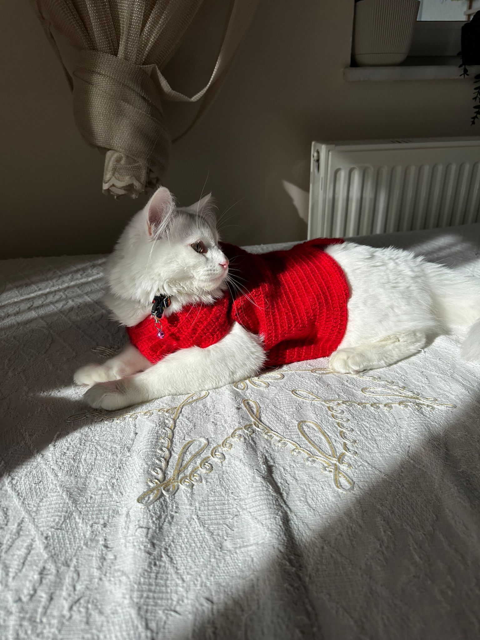 Bulut (erkek) 9 aylık — Foto 9