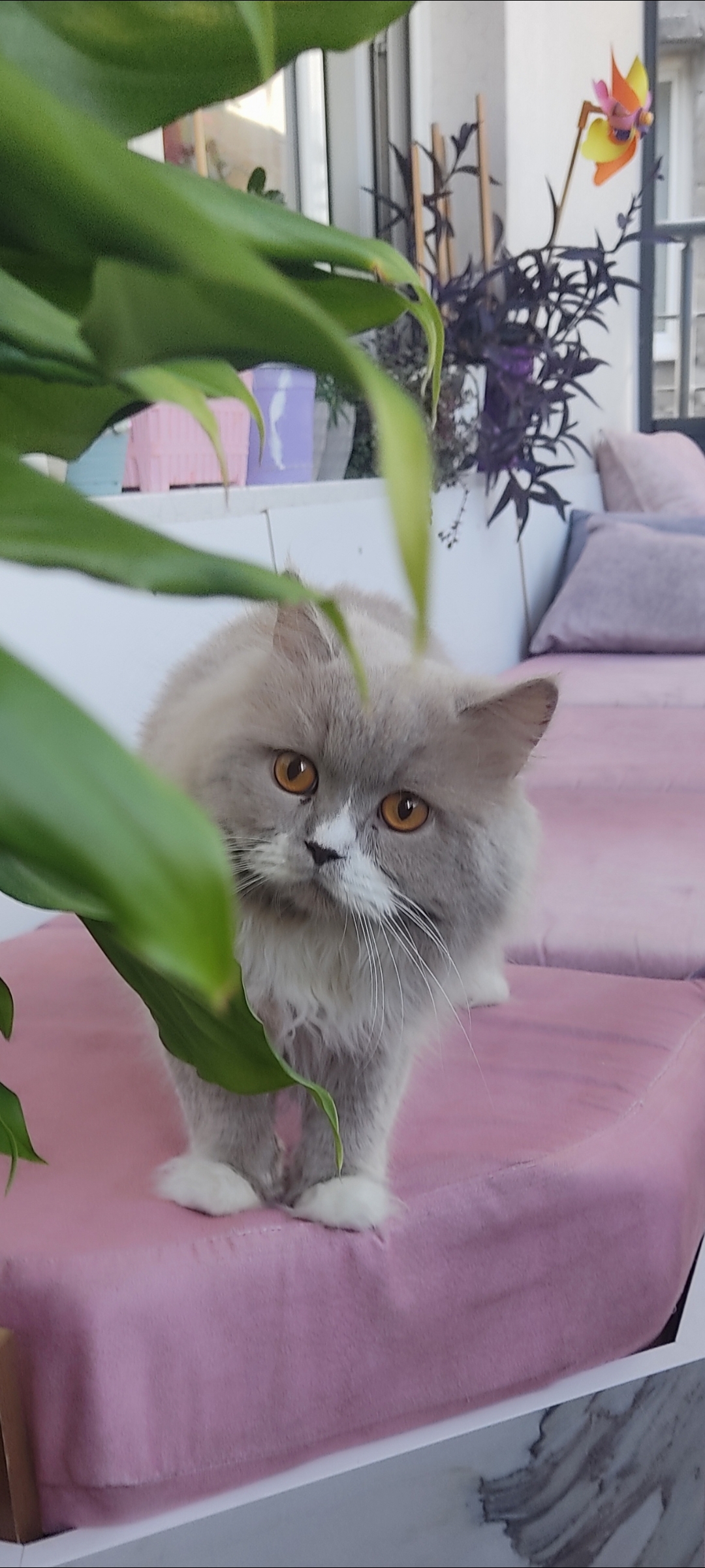 Duman — Kedi