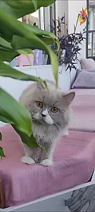 Duman