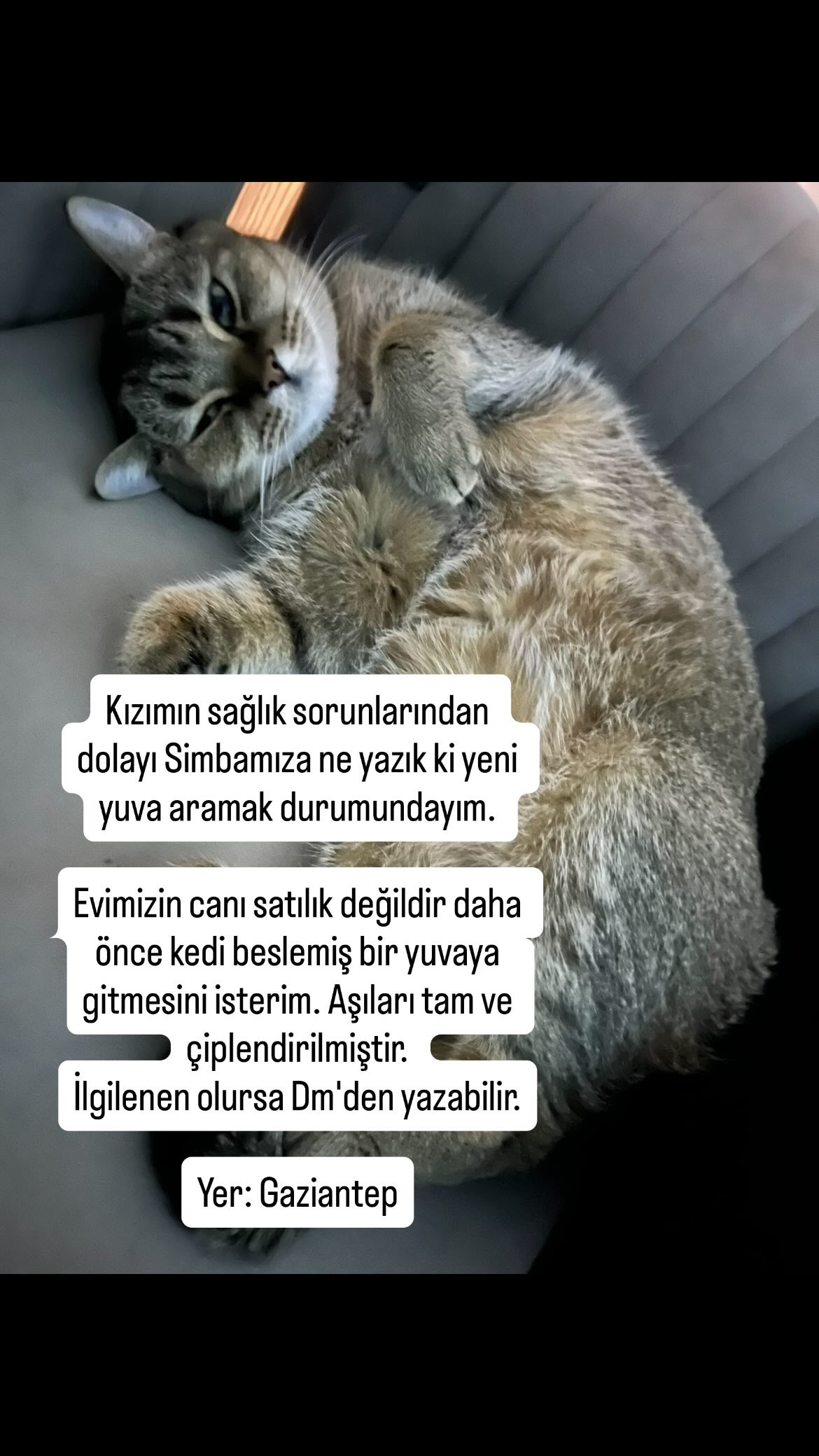 Simba — Kedi