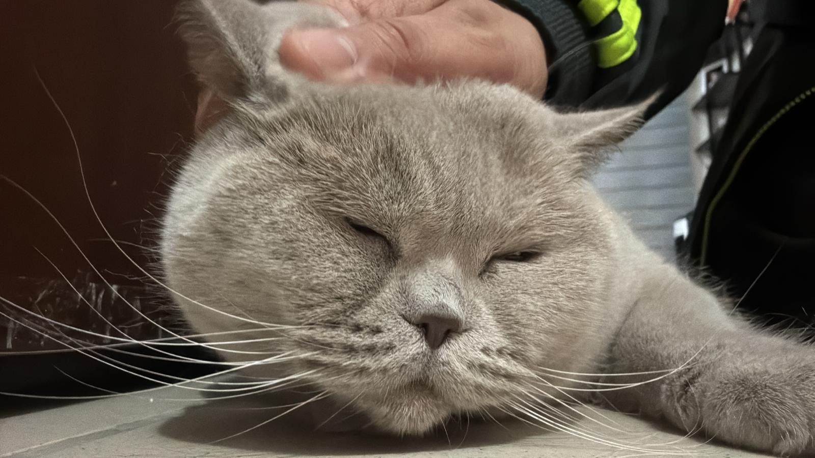 Leyla — Kedi