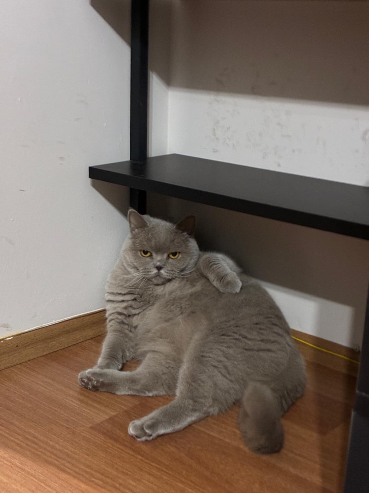 Leyla — Foto 2