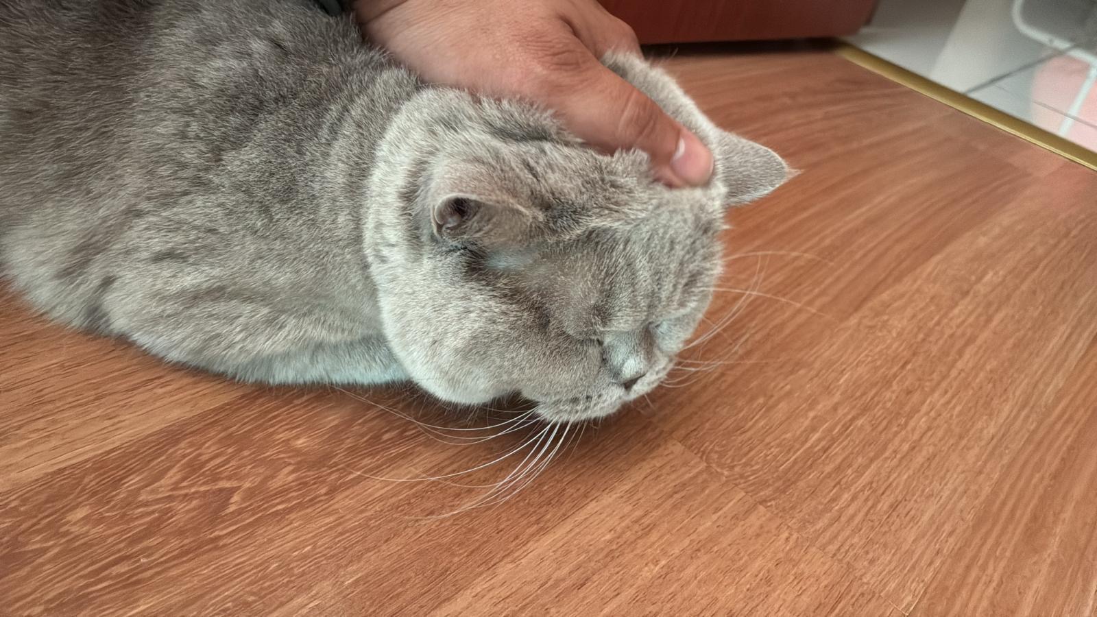 Leyla — Foto 3
