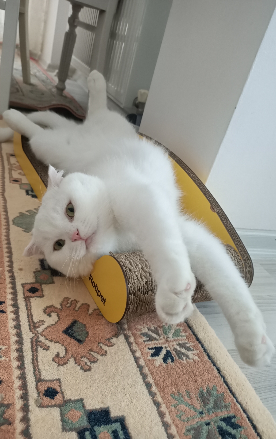 Pamuk — Kedi