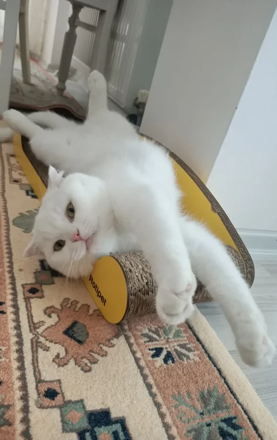 Pamuk — Foto 1