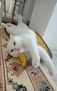 Pamuk