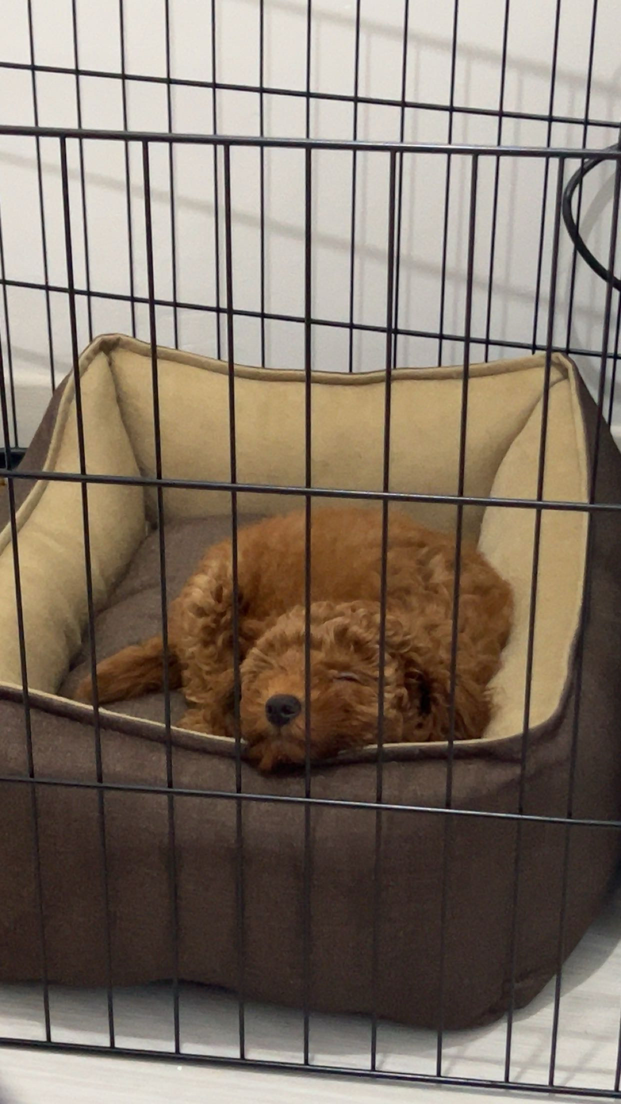 dobi — Köpek