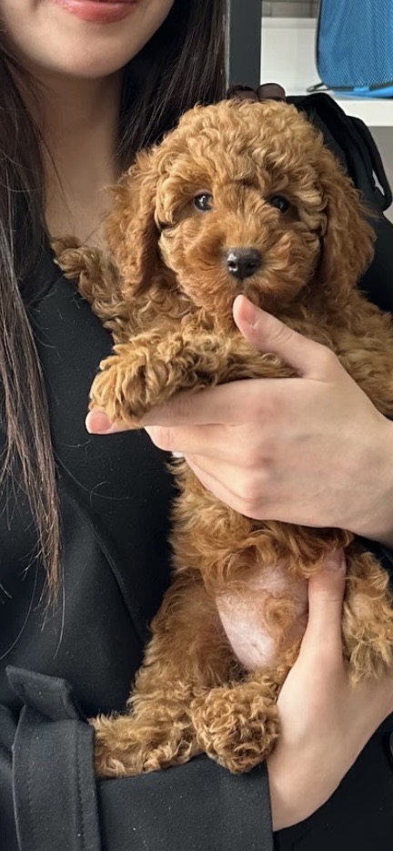 dobi — Foto 3