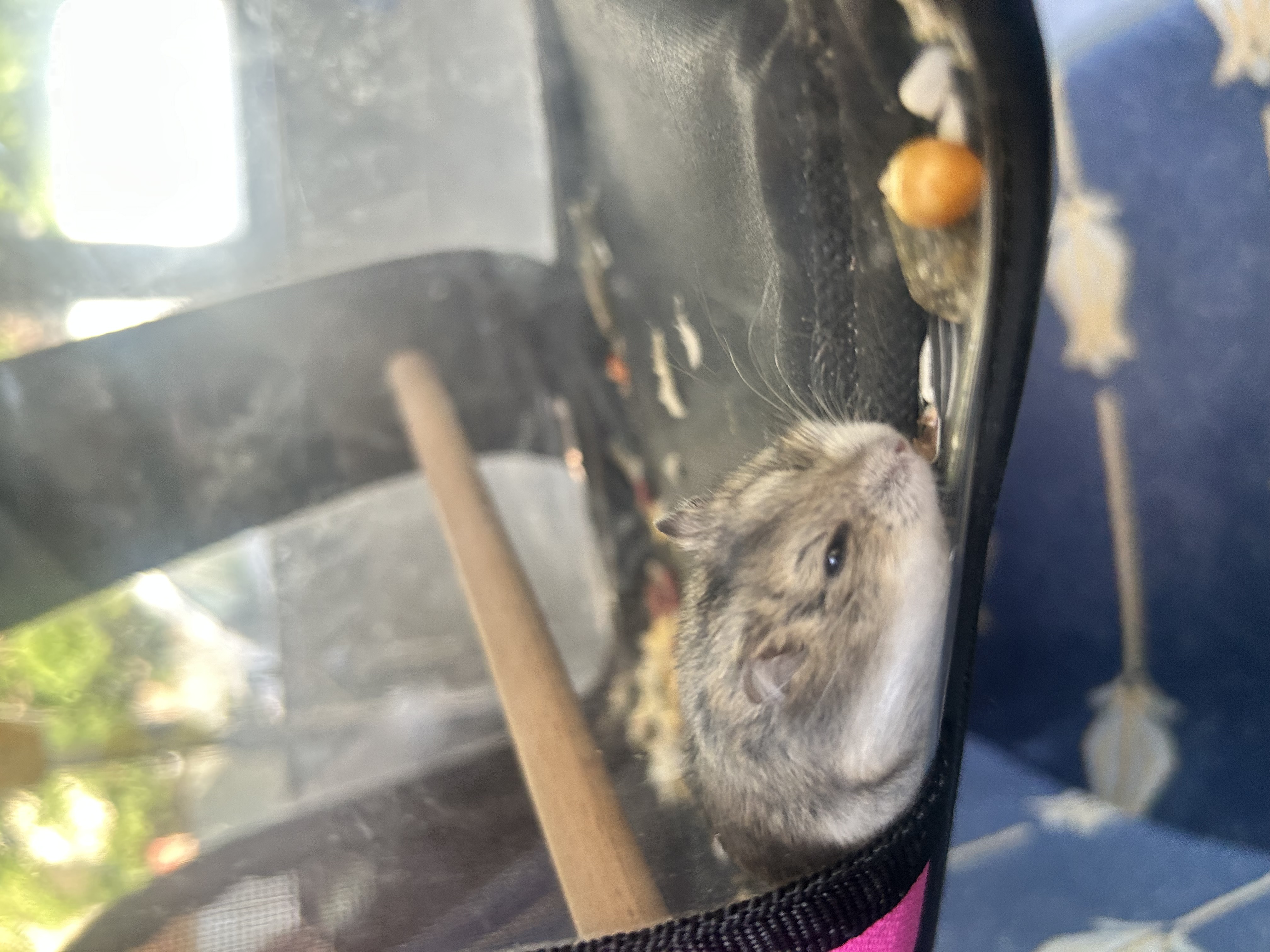 Alvin — Hamster