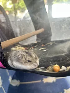 Alvin — Hamster