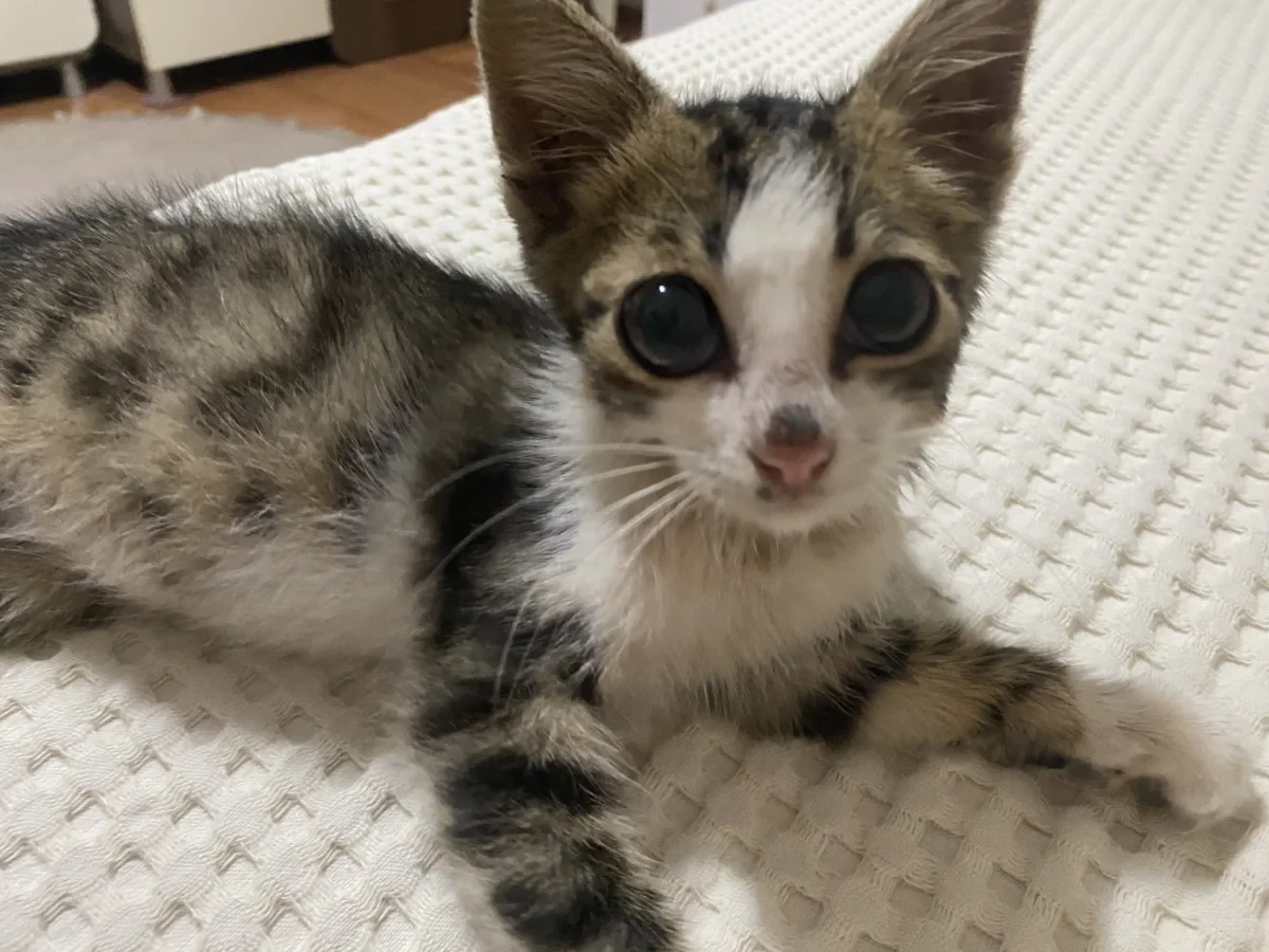Kedo — Foto 2