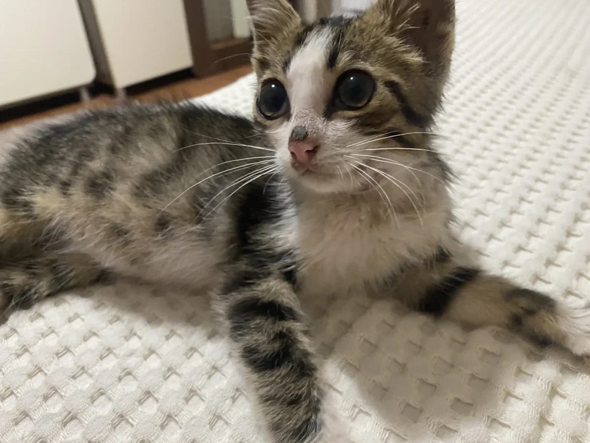 Kedo — Foto 3