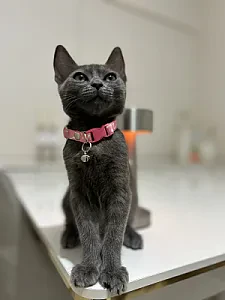 . — Kedi