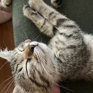 pıtırcık — Kedi