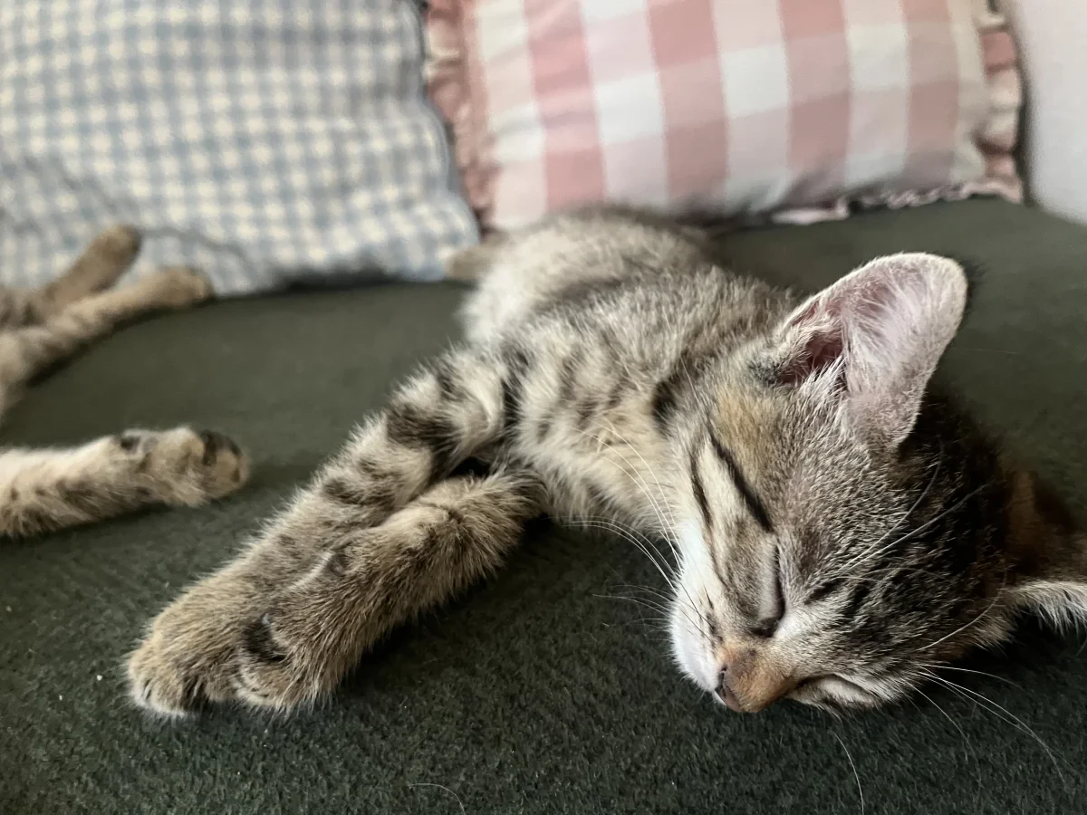 pıtırcık — Foto 2