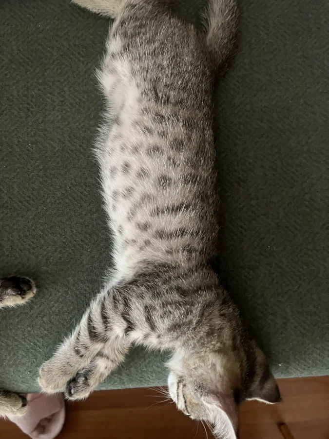 pıtırcık — Foto 3
