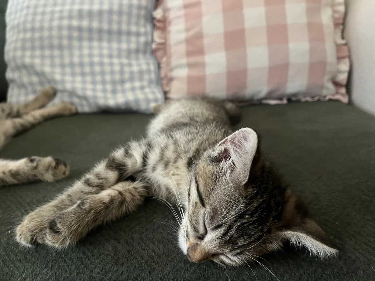 pıtırcık — Foto 4