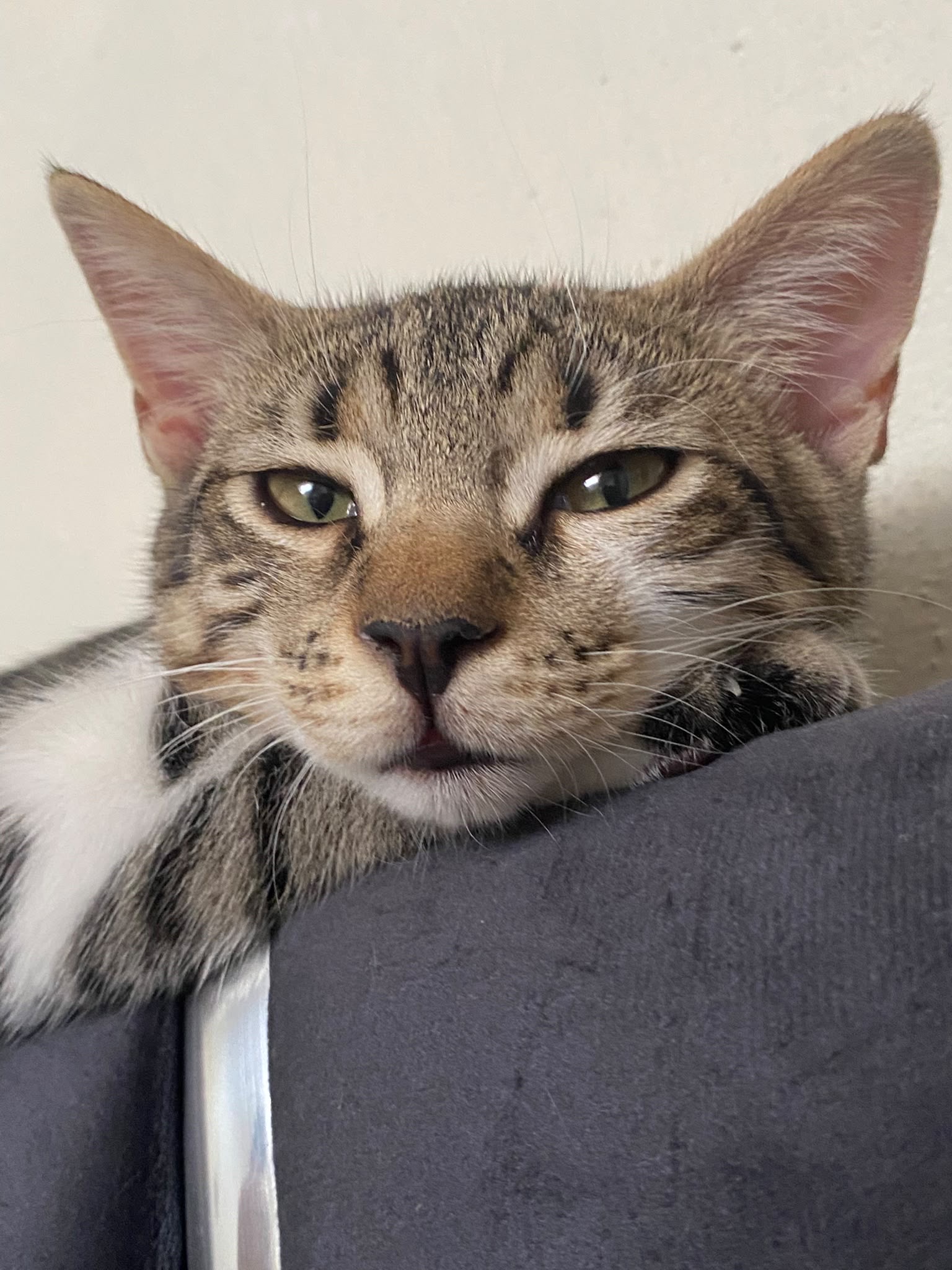 pamuk