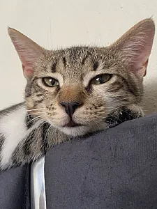 pamuk — Kedi