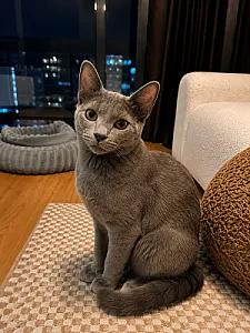David  Beckham — Kedi