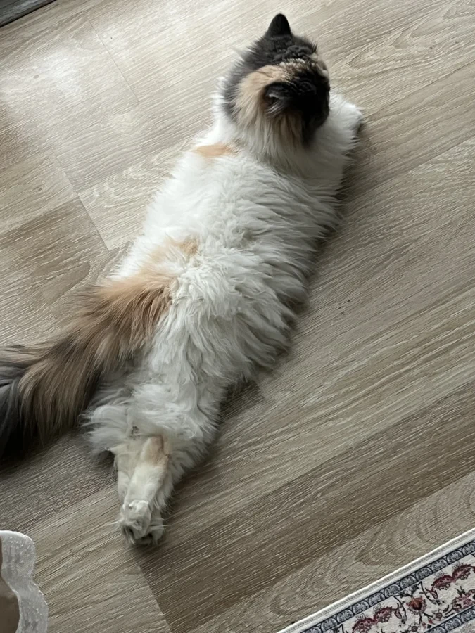 beyaz — Foto 1