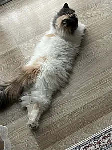 beyaz — Kedi
