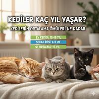Kediler Kaç Yıl Yaşar? Kedilerin Ortalama Ömürleri Ne Kadar?