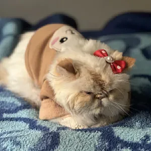 Fadik — Kedi