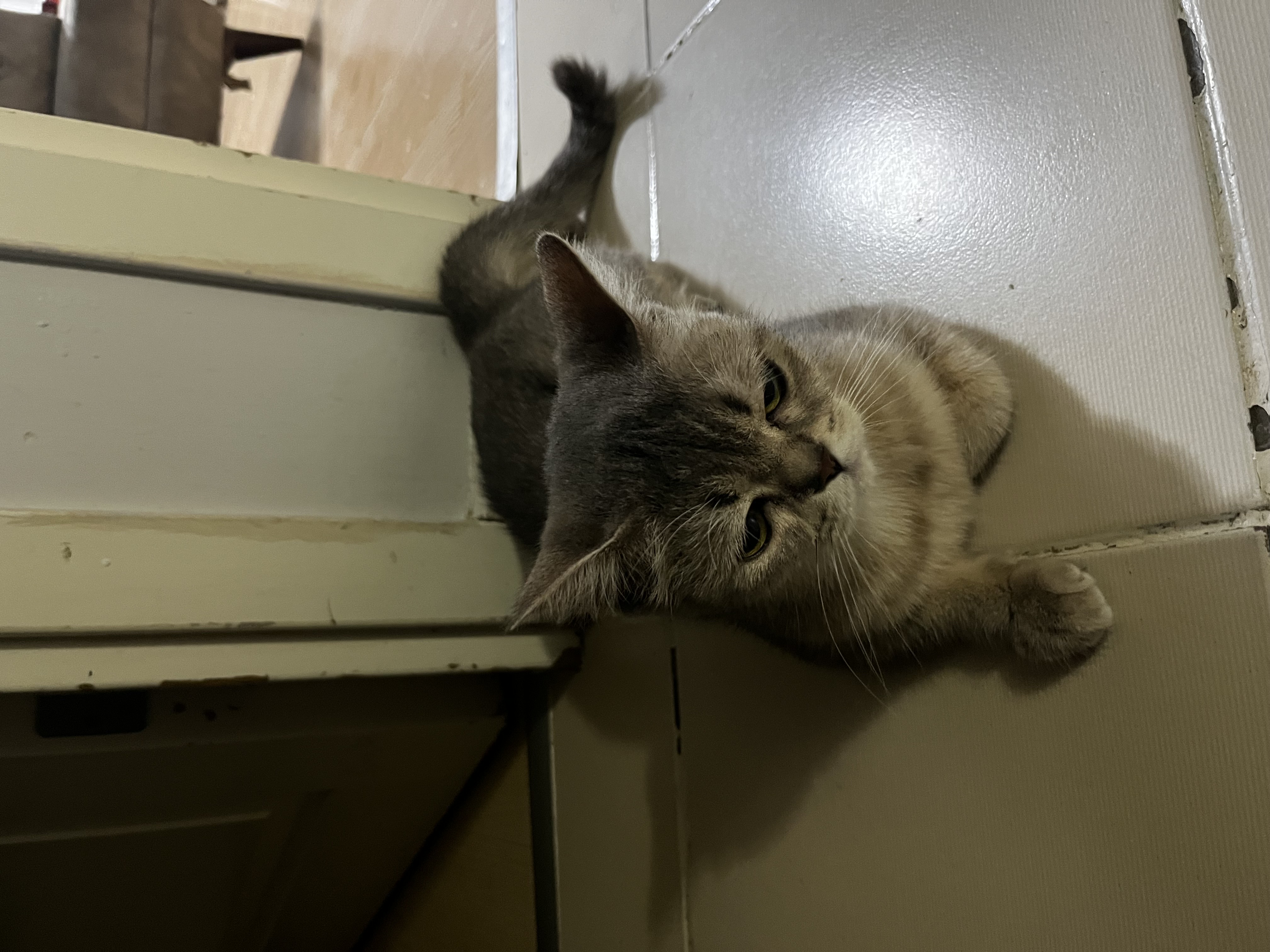 maya