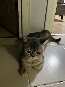maya — Kedi