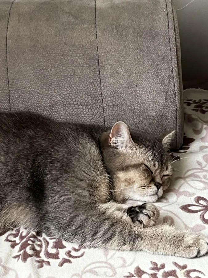 maya — Foto 2