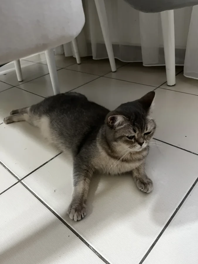 maya — Foto 3