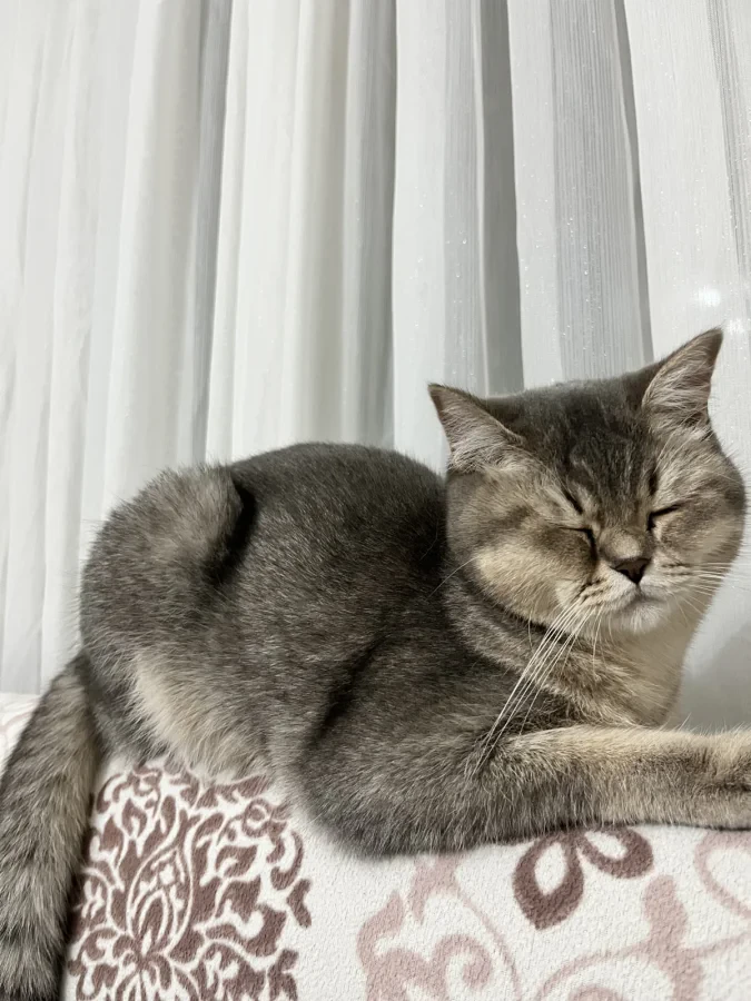 maya — Foto 4