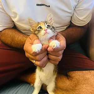 Çincop — Kedi