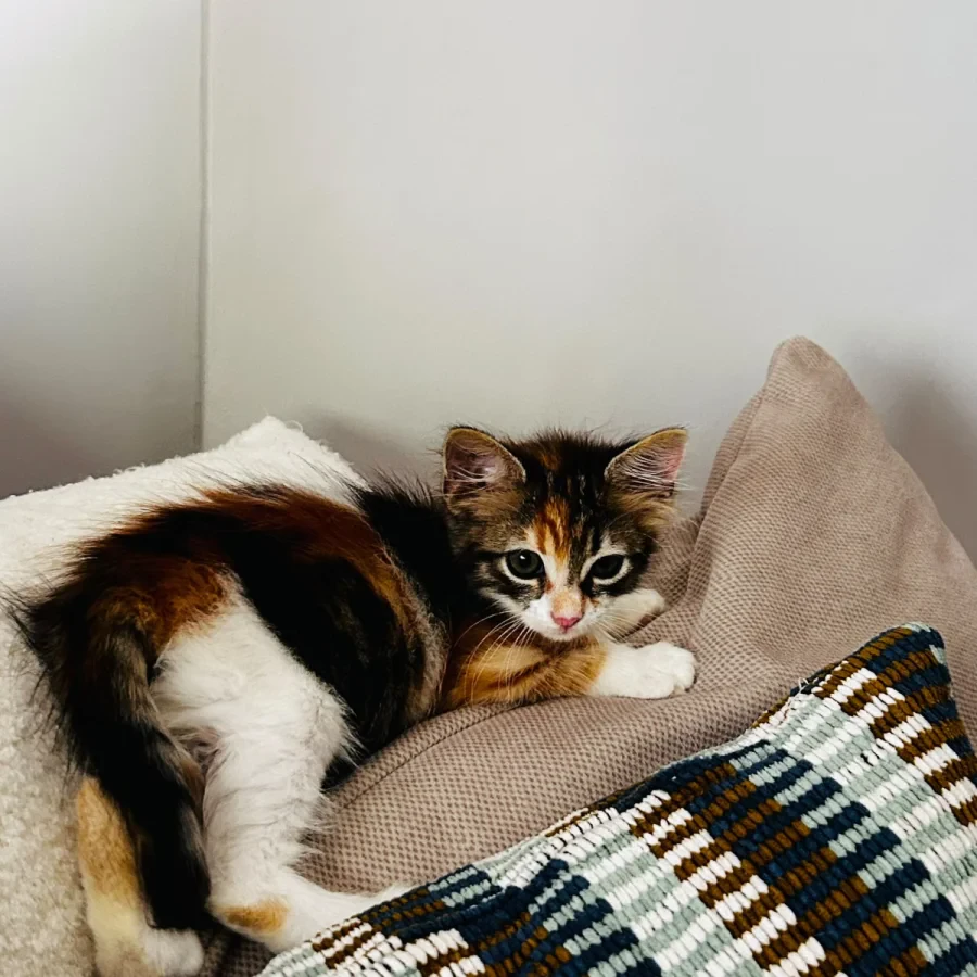 Çincop — Foto 4