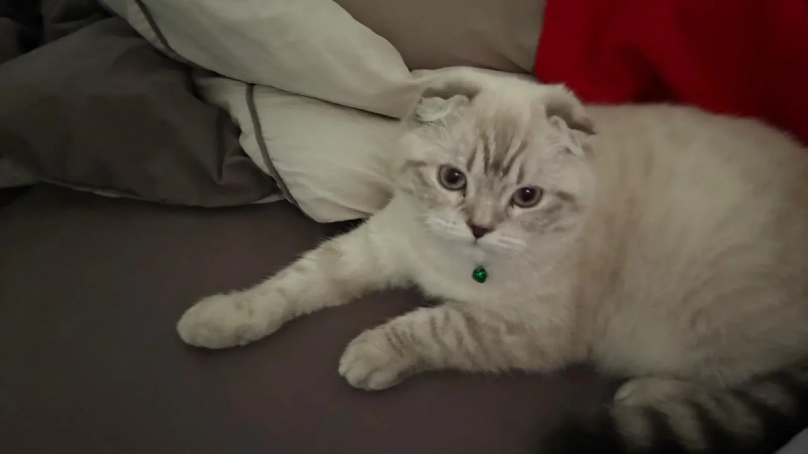 lina — Foto 2