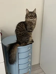 yumoş — Kedi