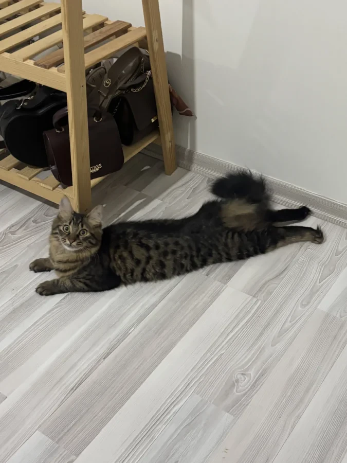 yumoş — Foto 3