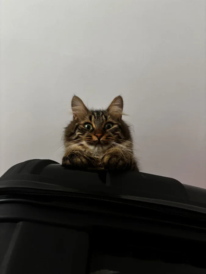 yumoş — Foto 5