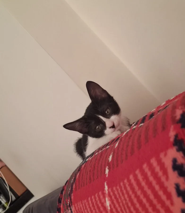 Oreo — Foto 1