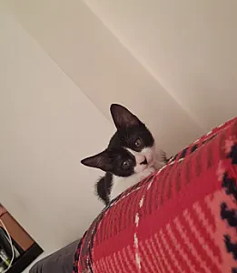 Oreo — Kedi