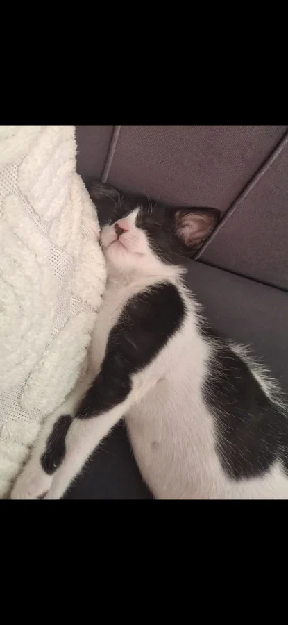 Oreo — Foto 2