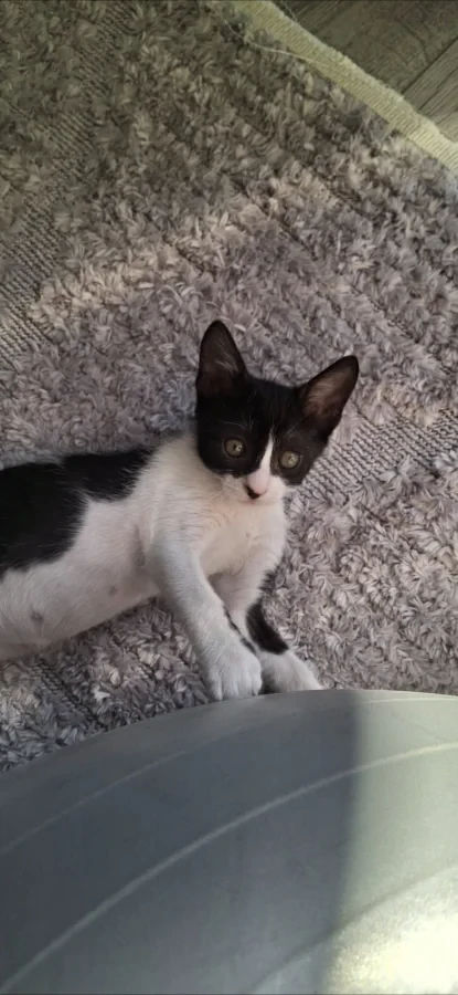 Oreo — Foto 3