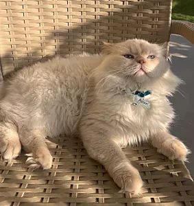 aslan — Kedi