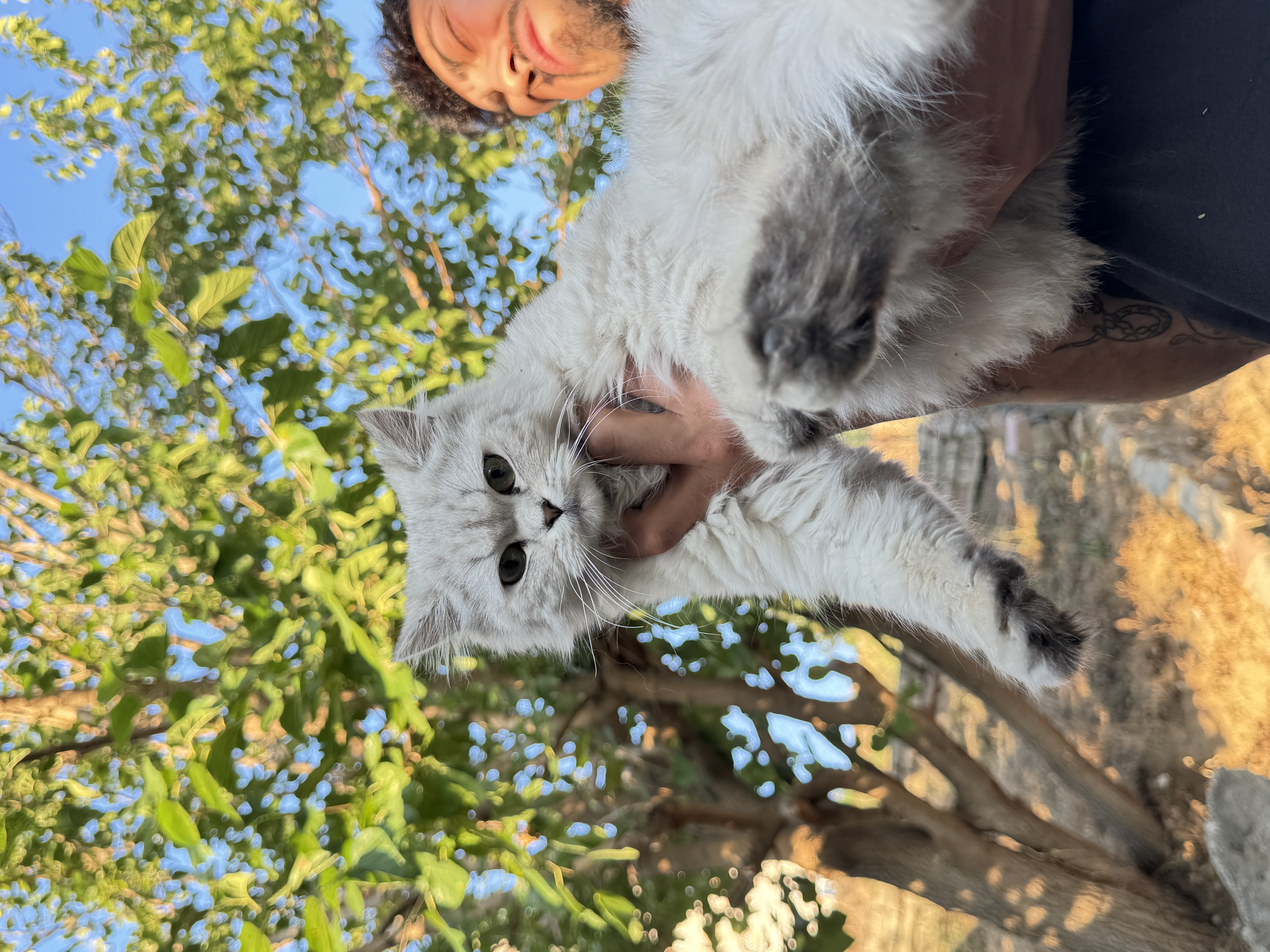 mia