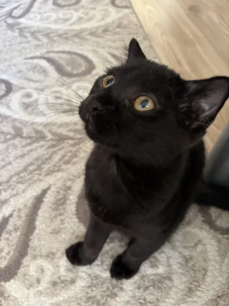 gece - Kedi - Malatya sahiplendirme ilanı