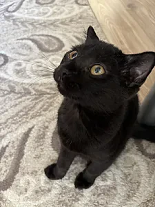 gece — Kedi